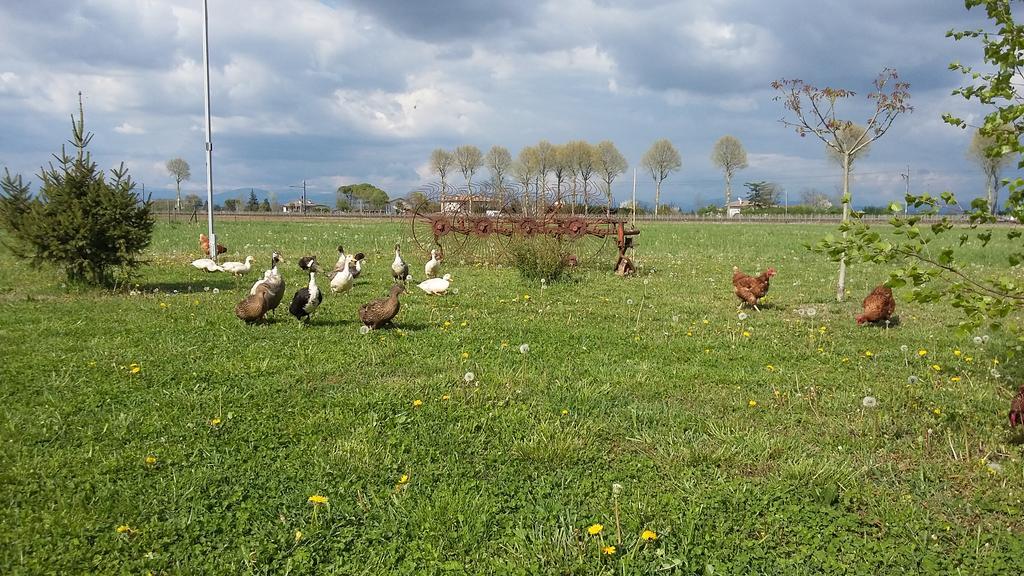B&B Al Vecchio Confine Cervignano del Friuli Buitenkant foto